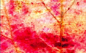 Lombalgies: accompagnement hypno-postural. Revue hypnose et thérapies brèves 73. Lombalgies: accompagnement hypno-postural. Revue hypnose et thérapies brèves 73.